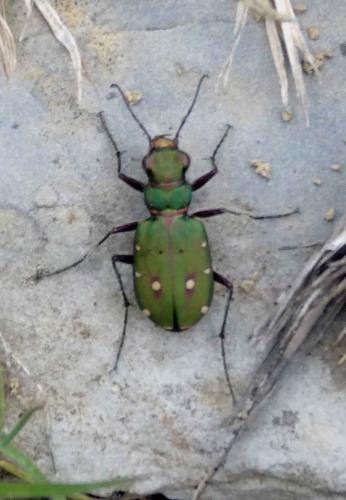 Cicindela campestris
