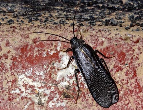 Deropeltis sp.