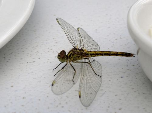 Brachythemis sp.
