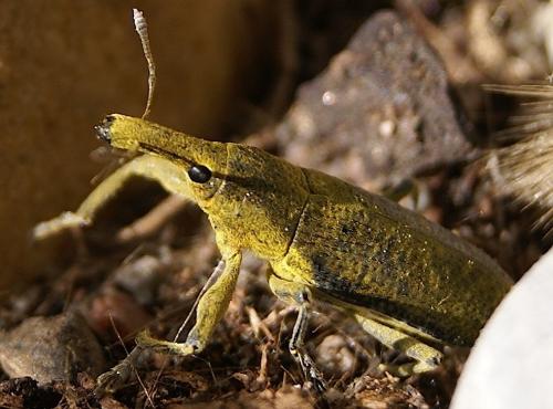 Lixus pulverulentus