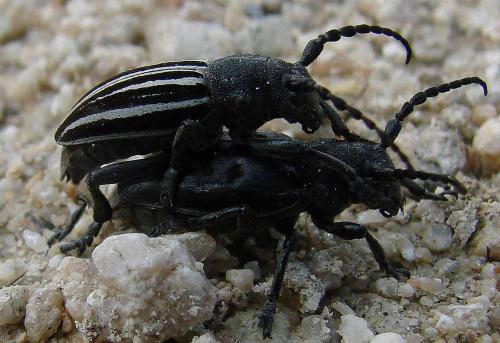 Réf. 100 173 : Iberodorcadion fuliginator