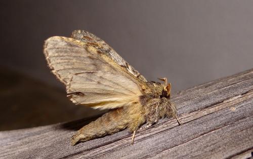 Peridea anceps