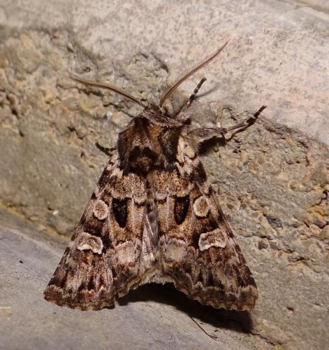 Réf. 100 142 : Pachetra sagittigera