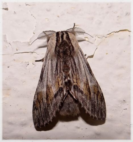 Réf. 100 328 : Harpyia milhauseri