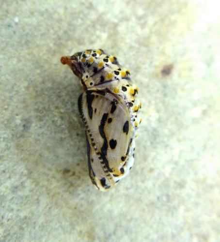 Euphydryas aurinia