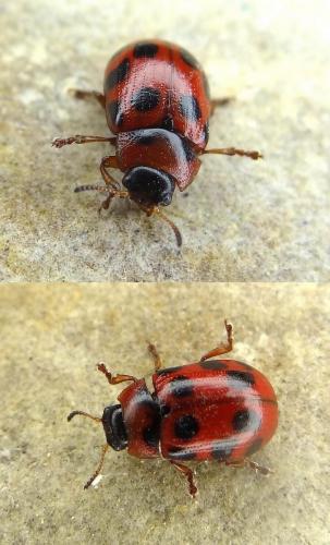 Réf. 100 470 : Gonioctena decemnotata