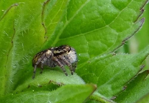 Carrhotus xanthogramma