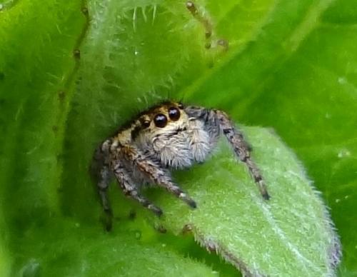 Carrhotus xanthogramma