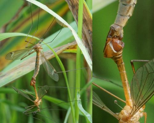 Tipula bezzii