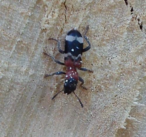 Réf. 100 430 : Thanasimus formicarius