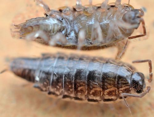 Réf. 100 230 : Chaetophiloscia elongata