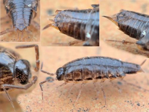 Réf. 100 231 : Chaetophiloscia elongata