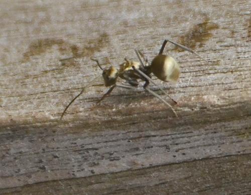 Polyrhachis illaudata