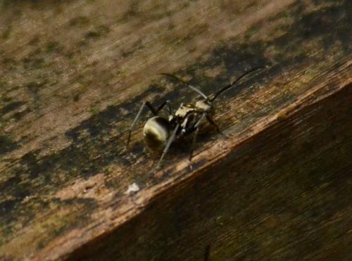 Polyrhachis illaudata
