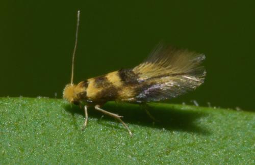 Bucculatrix thoracella