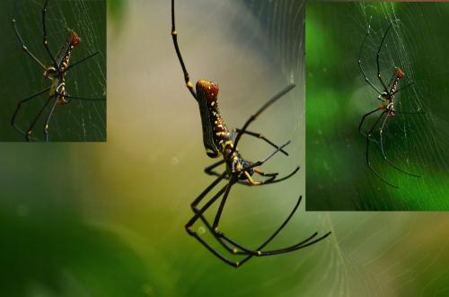 Nephila pilipes