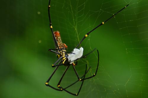 Nephila pilipes