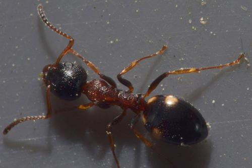 Réf. 100 363 : Dolichoderus quadripunctatus