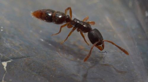 Réf. 100 816 : Ponera coarctata