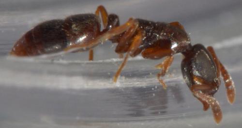 Réf. 100 863 : Ponera coarctata