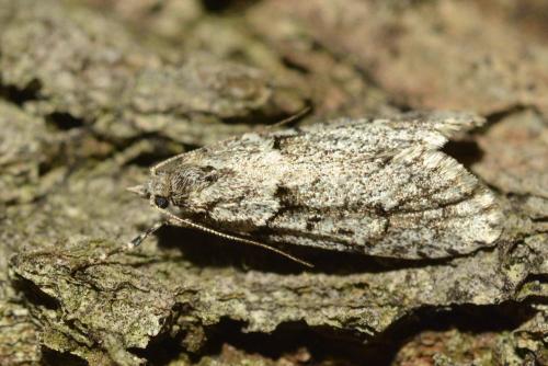 Diurnea fagella