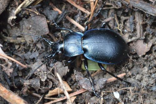 Carabus convexus