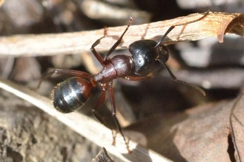Réf. 100 218 : Camponotus ligniperda