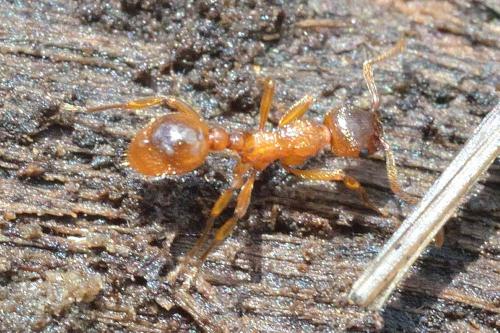 Réf. 100 055 : Temnothorax sp.