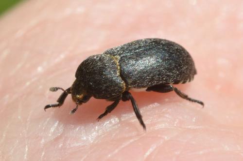 Dermestes sp.