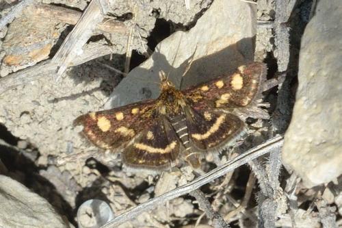 Réf. 100 052 : Pyrausta purpuralis