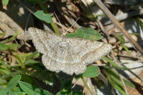 Réf. 100 221 : Isturgia murinaria