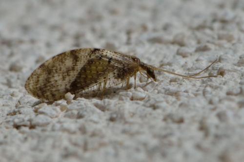 Wesmaelius sp.