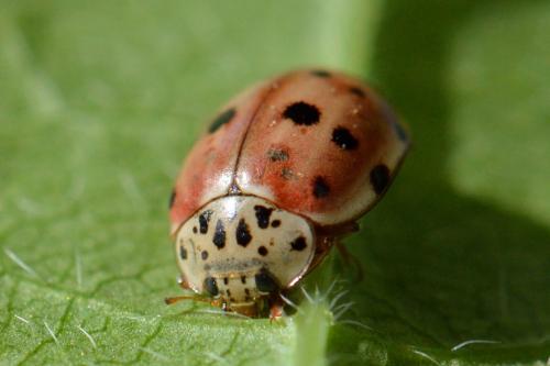 Harmonia quadripunctata
