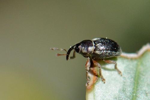 Réf. 100 292 : Pachytychius hordei