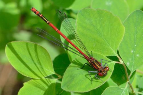 Pyrrhosoma nymphula