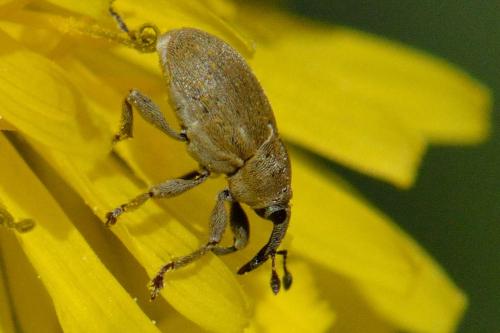 Réf. 100 397 : Sibinia sp.