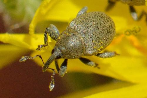Réf. 100 439 : Sibinia sp.
