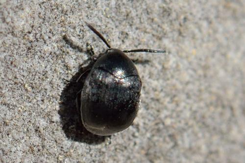 Réf. 100 494 : Spermophagus sp.