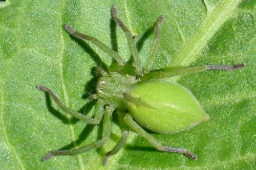 Micrommata ligurina