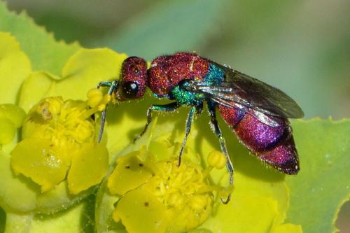 Chrysura (cuprea)