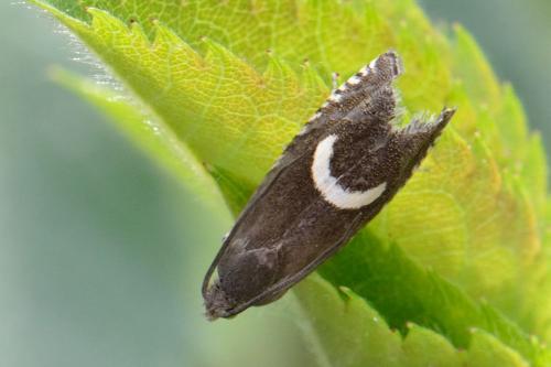 Réf. 100 333 : Grapholita lunulana