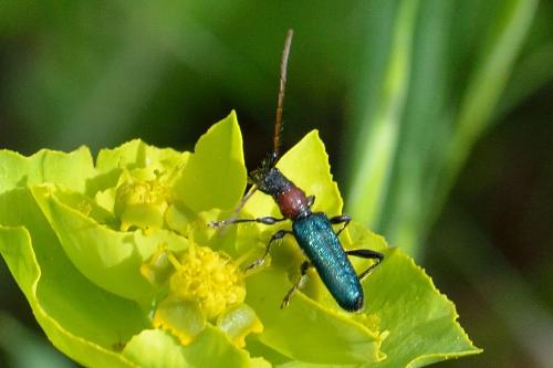 Certallum ebulinum