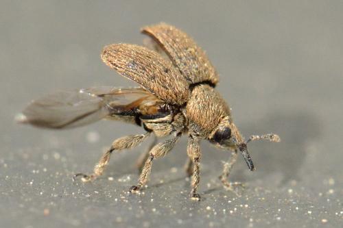 Rhinusa sp.