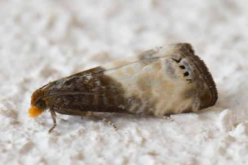 Notocelia cynosbatella