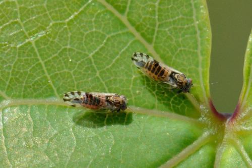Cacopsylla pulchella