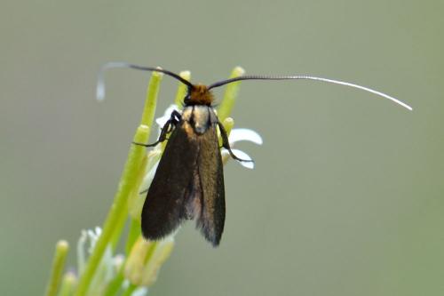 Cauchas rufimitrella