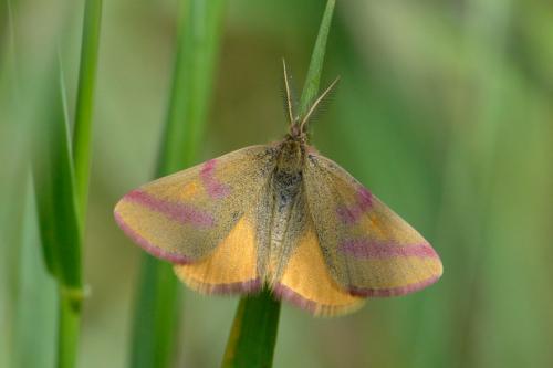 Réf. 100 495 : Lythria purpuraria