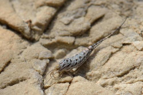 Réf. 100 497 : Machilinus rupestris