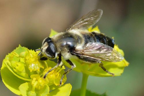 Réf. 100 692 : Merodon clavipes