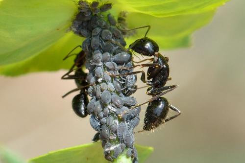 Réf. 100 622 : Camponotus aethiops